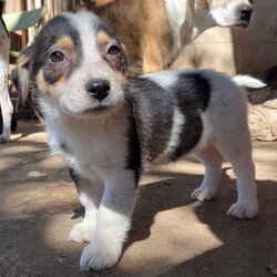 Adopt a dog:Miss Peabody/Australian Shepherd/Female/Baby,Meet Miss Peabody 

You can call me, Miss Peabody, Slowpoke, Miss Mosey, Miss Nosey, Miss Get-a-long-little-dogie. Miss bannana, banyanna, come on where are my Gwen Stefani fans, help me spell it. B-A-N-A-N-A Banana Split. The list of names will be as long as my body.

I was born a tricolor low rider on November 8, 2023, in March, I weigh 10 to 15 pounds, so I’ll probably grow to the smaller side of medium or the higher side of small. It’ll be a fun surprise! My siblings look to be mostly Australian Shepherd as a guess.

But if you adopt me, my breed doesn’t matter, because you’re not just getting a Australiannoodlecockadoodle. You will be getting the sweetest happiest, stop and smell the flowers, knows how to dodge big dogs running like a train, smart, easy going and loving cockadoodle-doo. 

I’m hoping to grow into a normal dog that does stuff such as steals socks, wakes you up, accompanies you on walks, supervises your bathroom visits. Whatever you need, I’ll be there! Just don’t ask me to grab something off the top shelf, you’re on your own for that Mister! 

Basics:
Miss Peabody- spayed female, DOB 11/8/23, tricolor, Australian Shepherd mix, might grow to 35 pounds, good with all dogs, good with kids, young enough to learn cats, sweet, happy 

Note: I’m with a rescue called DogHouse ArtHouse in Goliad, Texas. They partner with God’s Dogs Rescue and Your Texas Rescue Connection to transport dogs to adopters out of state. So I can move anywhere with the help of my friends.