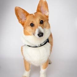 Adopt a dog:Jay/Pembroke Welsh Corgi/Male/Adult,Jay is here because we decided March is Corgi month and we pulled him from a shelter his owner did not have time to walk him.  He is 1-2 years old. Housebroken So friendly and  sweet! Needs an active family! A yard is big plus and would be good with little dogs that are sweet. He is has typical corgi energy for this reason we prefer kids 10 and up especially if you own another dog or cat to introduce them properly. He needs lots of yard time and walks or hikes. Again, he likes small dogs or cats. He is scared of big dogs and will hide from them or go away from them  but are working on that.  He is extremely friendly and not bothered by cars, or noise. Today we visited our mechanic and said hi to all, the town clerks and staff and local NYPD station where he enjoyed saying hi to his favorite police officers! 



For consideration please be over 26 in NY, NJ, Philadelphia or CT area only have kids 10  or over. Have a home with lots of dog runs,  parks or fenced in yard. Have an visible IG account when we ask for it please. Be active for puppies no couch potatoes!  Thank you. Most of all please follow step below and do not call us we are volunteers!  Please note we do not adopt in the Bronx nor Staten Island.
We have trainers in Brooklyn, LIC, Astoria, Manhattan, LI,  NJ ,and CT 20 miles from Greenwich. Kids `10 and up. He is good with all kids but we prefer older to continue his recall training. 

Step 1,  Email us suekmwdadoptions@gmail.com and tell us your experience with dogs and where u live. 2) If we need more info, we will send u an application 3) DO NOT CALL US 4) DO NOT EMAIL US at our website.  We get hundreds of people interested in adopting our dogs and can not possibly get back to everyone. Thank you for your cooperation. 

Please note we are volunteers and work with patients and can not take calls. Again email us only at the supplied email or via petfinder. Thank you.