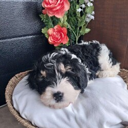 Jj/Cavapoo									Puppy/Male	/January 3rd, 2024,Meet jj, he is a handsome little puppy that loves to cuddle and play with his siblings, he comes with being up to date on al shots and dewormer, we would live for you to come meet him