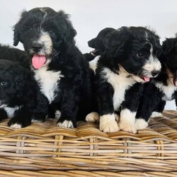 Adopt a dog:Bordoodle Pups First Gen Long Haired Border Collie x Miniature Poodle/Poodle (Miniature)/Both/Younger Than Six Months,Bordoodle Pup AdWe have 7 adorable BORDOODLE puppies for sale, 1 boy and 6 girls (non-shedding). Pups are an First Cross: Mum is a pure bred Long Haired Border Collie and Dad is a purebred Miniature Poodle (Orivet DNA Cleared). Our dogs are healthy and happy, a massive part of our family and have beautiful temperament and personalities. If you are looking for a loving companion or family pet these pups will be perfect for you.Boy 1 ‘Potato’Group Photo Girls Left to Right:Girl 1 ‘Spark’Girl 2 ‘Maggie’Girl 3 ‘Sparkles’Girl 4 ‘Collie’Girl 5 ‘Ziggy’Girl 6 ‘Snowflake’These gorgeous pups have been raised in a loving home. They love children as have been handled by our 3 children from birth. We are looking for excellent homes that will care for and love them. I am a registered breeder, the pups Mum and Dad are our beloved family pets. Mum (photo 8 & 10) weighs 15kg and is 48cms in height (ground to whither), Dad (photo 9) is 43cms ground to whither and weighs 12kgs. THE Pups will be MID SIZE DOGS, expected mature size approximately 12-15 kilos and 45cm at the withers (this represents the mid-point of the dog’s back between the shoulder blades of its front legs)..Our pups have been vet checked, microchipped, wormed every 2 weeks from birth and have had their first vaccination. They were born on 15th January 2024 and will be 8 weeks old and ready for their new homes on MONDAY 11th MARCH 2024.Transportation can be arranged (at buyers’ expense) and we may be able to deliver to SOME AREAS depending upon dates.Bordoodles are very loving, loyal family pets and must be included in your day-to-day life, our puppies are raised in a loving family home with other dogs, cat and children.BIN registered B000942891	RPBA Member number: 1570 Located in INVERELL NSW 2360Before contacting me PLEASE:Fully discuss purchasing the puppy with your family prior to inquiry.Consider timing of collecting puppy suits before initiating contact