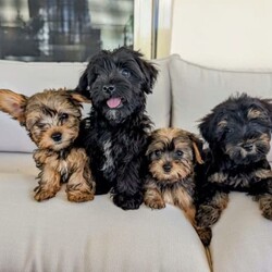 /Yorkshire Terrier/Both/Younger Than Six Months,Absolutely adorable “Yorkie-Poo” pups - Yorkshire Terrier X Toy Poodle - available now. These sweet little pups do not shed hair and are hypoallergenic. They have been training on puppy mats and more recently, on grass.Each pup is vet checked, microchipped, vaccinated, wormed & flea treated.DOB: 27/12/2023Mum is a Toy Poodle weighing 3.5kg & Dad is a Certified Yorkshire Terrier weighing 2kg. Both parents are available for viewing.Pick up from Kentlyn NSW. Please contact Latoia on ******** 509 REVEAL_DETAILS I am also happy to have a video call. Please no time wasters, serious enquiries only.FIND US ON INSTAGRAM @Pupsrus_auMicrochip numbers:941000027951940941000027951941941000027951942941000027951943RPBA #: 10150Puppies are similar size to Silky Terrier, toy poodles, toy cavoodles, Maltese, and pug