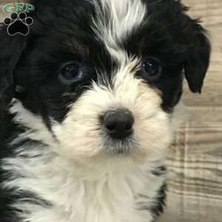 Anna/Mini Bernedoodle									Puppy/Female	/December 26th, 2023,Hi there!! My name is Anna. I’m an adorable, cuddly, playful and sweet mini bernedoodle . You’ll be sure to fall in love with me when you see my photos and especially when you meet me and feel my soft fluffy coat!! I’m very sociable and am used to playing with kids. I’ve been vet checked and microchipped and am up to date on vaccinations and dewormers. I come with a 2 week health guarantee and 1 year genetic guarantee. My mom is an affectionate, sweet 70 pound bernese Mountain dog . My handsome, loving dad is an 11. 5 pound mini poodle. I’ll grow to be approximately 30 pounds. Shipping or at home pickups are available. Call for shipping prices. Don’t wait longer! Call or text to adopt me today! 