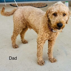 Adopt a dog:Bordoodle Pups First Gen Long Haired Border Collie x Miniature Poodle/Poodle (Miniature)/Both/Younger Than Six Months,Bordoodle Pup AdWe have 7 adorable BORDOODLE puppies for sale, 1 boy and 6 girls (non-shedding). Pups are an First Cross: Mum is a pure bred Long Haired Border Collie and Dad is a purebred Miniature Poodle (Orivet DNA Cleared). Our dogs are healthy and happy, a massive part of our family and have beautiful temperament and personalities. If you are looking for a loving companion or family pet these pups will be perfect for you.Boy 1 ‘Potato’Group Photo Girls Left to Right:Girl 1 ‘Spark’Girl 2 ‘Maggie’Girl 3 ‘Sparkles’Girl 4 ‘Collie’Girl 5 ‘Ziggy’Girl 6 ‘Snowflake’These gorgeous pups have been raised in a loving home. They love children as have been handled by our 3 children from birth. We are looking for excellent homes that will care for and love them. I am a registered breeder, the pups Mum and Dad are our beloved family pets. Mum (photo 8 & 10) weighs 15kg and is 48cms in height (ground to whither), Dad (photo 9) is 43cms ground to whither and weighs 12kgs. THE Pups will be MID SIZE DOGS, expected mature size approximately 12-15 kilos and 45cm at the withers (this represents the mid-point of the dog’s back between the shoulder blades of its front legs)..Our pups have been vet checked, microchipped, wormed every 2 weeks from birth and have had their first vaccination. They were born on 15th January 2024 and will be 8 weeks old and ready for their new homes on MONDAY 11th MARCH 2024.Transportation can be arranged (at buyers’ expense) and we may be able to deliver to SOME AREAS depending upon dates.Bordoodles are very loving, loyal family pets and must be included in your day-to-day life, our puppies are raised in a loving family home with other dogs, cat and children.BIN registered B000942891	RPBA Member number: 1570 Located in INVERELL NSW 2360Before contacting me PLEASE:Fully discuss purchasing the puppy with your family prior to inquiry.Consider timing of collecting puppy suits before initiating contact