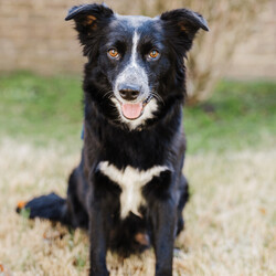 Adopt a dog:Kylie Swifty/Border Collie/Female/Baby,This dog is currently out of state but will be transported to New England shortly with no additional travel costs.  The long distance adoption process includes talking to the foster they are living with in the south.  Roughly 90% of our dogs are successfully long distance adopted and 10% adopted locally.

**Please read Kylie Swifty's entire profile, which includes a link to the adoption application at the end. Thank you!** 

Meet Kylie Swifty - one of the seven adorable SWIFTY puppies who were born in Tennessee on 1/24/24.  Their momma Andi Swifty (shown) is a Border Collie and we believe their dad to be a Great Pyr.  You can tell by their size already at 6 weeks that they will be large pups.   She currently weighs 9 pounds.

So how do you start a LOVE Story with a pup?  We know you will be ENCHANTED with any of these fluffy babies - and that you will love them FOREVER & ALWAYS.   You will feel like you just won the big game, and had your WILDEST DREAMS fulfilled.  OK, enough of our cliche references.  

You can see these pups are spectacularly cute - we don't have to tell you that.  They are your typical puppies - fun, happy, playful, energetic, social, loving and sweet.  They will do well in any home that can be devoted to their exercise and training - as both Border Collie's and Great Pyrenees are breeds that need jobs and structure.  They came into rescue at only 2.5 weeks and have been routinely handled as well as spoiled and loved!  

Want to say YOU BELONG TO ME.....just apply!  (OK, we weren't done with the references I guess) :)

All dogs are up to date on vaccinations and spayed/neutered at the time of adoption.  All dogs require professional training to become the best family member they can be.

To adopt or learn more about Kylie Swifty, you must fill out an adoption application. To find the application, copy and paste this URL into your browser: WWW.GDRNE.COM/ADOPTION-APPLICATION [Adoption Fee: $575]  **  

PLEASE READ: If a dog is listed, then s/he is currently available for adoption. Their information is correct to the best of our abilities and the information we have been given as of the day of posting. From time to time we receive new information/photos of a dog and we do recreate their listing, which means their old listing link will no longer be valid.  If you are considering a dog but don't apply right away please make sure to search for the dog by name if the link you have no longer works.

Please note, GDRNE does not guarantee the breed of any dog or puppy unless stated that we have run DNA. All breeds listed are educated estimates. Note that if the dog is listed as an 