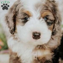 Dan/Mini Bernedoodle									Puppy/Male	/9 Weeks,Do you love Bernese Mountain dogs but struggle with the heavy shedding then take a look at this puppy. With their poodle hair but Bernese happy personality they are sure to please.