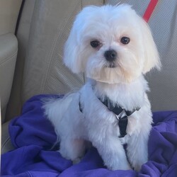 Adopt a dog:Winston /Maltese/Male/Baby,Meet Winston: 9 month old Male Maltese. He is a handsome boy and he knows it.  We got his fancy hair groomed to make it more manageable for his potential forever home.  Winston walks ok on leash with harness but is also good in a fenced yard. He will be neutered this week and ready to go home!  Currently weighs 7.2 lbs.   Do you have quality time for a puppy? Adoption Application is online www.viprescuecfl.org