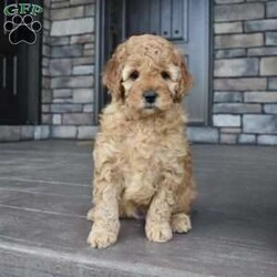 Daisy/Mini Goldendoodle									Puppy/Female	/9 Weeks,Daisy is an f1 mini Goldendoodle. She has an outgoing personality, likeable, and happy! We are looking for a loving home for this girl, please call me today for more info, 