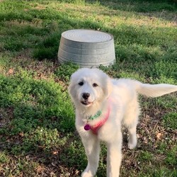 Adopt a dog:Joplin/Great Pyrenees/Female/Baby,Are you looking to fill your heart with a ball of fluff that will keep you laughing? Meet Joplin!

Joplin is a Great Pyrenees puppy born on 11/5/23. She is a super sweet soul who is ready for a family of her very own!

She is a shy and submissive puppy who is learning that the humans in her world are good ones. Her future family will be super patient with her and give her lots of positive experiences as she continues to blossom! She’s crate trained and doing well with her house training. 

Joplin ADORES other dogs and is great with them. Having a confident companion in her new home will be essential to her happiness! Any kids in the home should be old enough to be respectful to dogs, likely 10+!

She will need a physically fenced yard and a family dedicated to the training and socialization of a large breed dog.

If you are interested in adopting Joplin, please apply online, at https://bigfluffydogs.com/adopt/adoption-application/and email taylor@bigfluffydogs.com!

___________________________________________________________________________________ 

Our main website, www.bigfluffydogs.com has more information about us and the rescue process. 

NOTE TO EMAILERS FROM PETFINDER: WE DO NOT RESPOND TO EMAIL INQUIRIES WITHOUT AN APPLICATION. WE REGRET WE CANNOT RESPOND TO EVERY EMAIL, BUT UNLESS YOU FILL OUT AN APPLICATION, WE DO NOT KNOW YOU EXIST. 

All known information about an individual dog is provided in its listing. We do our best to provide accurate information, but adopters should understand that each home is different and the dog may behave differently in a new home. Dogs are creatures of their environment and you help make the dog what it will be. Homes considering adopting a puppy must be prepared for 1.) Flexible schedules for potty training. Puppies can only hold it for one hour per month of age (i.e. a 4-month-old puppy can only go 4 hours without a potty break). 2.) Crate training until the puppy is at least one year old to prevent chewing on inappropriate things when you can't supervise. 3.) Socialization.  The more positive and varying experiences as a puppy the better, both in and out of your home. 4.) Puppy behavior and life stages are equivalent to a human toddler. It takes at least a full year to have a calmer, well-adjusted dog. Patience is required and when your dog's behavior is a positive experience for you and those around you, your patience will be rewarded ten-fold, for years to come.  Please do not consider adopting a puppy if you have not thoroughly thought through the pros and cons of having one. So many people end up returning them after 3-5 months because they didn't realize the amount of work involved in raising a puppy.  Patience, appropriate toys, socialization, and obedience training are all musts. All are time-consuming and can be expensive. All dogs require supervision with children and obedience training. Adopters that want to have good dogs must be prepared to put the time and effort into training a dog. Any dog requires work and effort, but a well trained, well-socialized dog is more than worth the effort to get them there.
