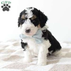 Moss/Bernedoodle									Puppy/Male	/5 Weeks,Meet Moss! F1b tricolor medium bernedoodle. Moss is a sweet boy with a fun and good natured personality. He has a beautiful soft wavy/curly hair coat. Parents are Genetically Health Tested. Contact us for more info including pics/videos or to setup a date to meet him. 