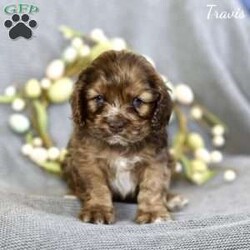 Travis/Cocker Spaniel									Puppy/Male	/6 Weeks,Indulge in the charm of our AKC-registered Cocker Spaniel puppies! Raised in the heart of our family, these pups are the epitome of affection and joy. With their silky coats and soulful eyes, each one radiates the classic Cocker Spaniel allure. Rest assured, our playful darlings are not only family-raised but also vet-checked, ensuring optimal health. Up-to-date on shots, they’re ready for a lifetime of shared adventures and unconditional love. Welcome a bundle of happiness into your home – our AKC Cocker Spaniel puppies await, promising a delightful blend of elegance and companionship.