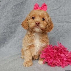Coco/Cockapoo									Puppy/Female	/9 Weeks,Are you looking for the perfect family pet? Well look no further!!!  My name is Coco and I’m the sweetest little F1 cockapoo and I would love to come home with you!!!! One look into my warm, loving eyes and at my silky soft coat and I’ll be sure to have captured your heart already! I’m very happy, playful and very kid friendly and I would love to fill your home with all my puppy love!! I am full of personality, and ready for adventures! I stand out way above the rest with my beautiful apricot coat and my sassy personality!!… I have been vet checked head to tail, microchipped and I am up to date on all vaccinations and dewormings . I come with a 1-year guarantee with the option of extending it to a 3-year guarantee and shipping is available! My mother is our sweet Dixie, a 25# chocolate merle cocker spaniel with a heart of gold and my father is our happy and playful poodle named Zeke! Zeke weighs 10# and has been genetically tested clear! I will grow to approx 15-20# and I will be hypoallergenic and nonshedding! !!… Why wait when you know I’m the one for you? Call or text Martha to make me the newest addition to your family and get ready to spend a lifetime of tail wagging fun with me! (7% sales tax on in home pickups) 