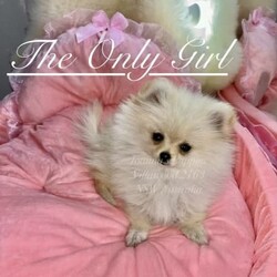 PUREBRED TEACUP SIZED POMERANIAN /Pomeranian/Female/Younger Than Six Months,Hey everyone! We are excited to announce we have one last female Miniature Teacup Sized Purebred Pomeranians.These angels are bred with quality, perfectly healthy (DNA tested), very small sized and light weight parents ensuring that the puppies are guaranteed to grow up to be very tiny, small enough to fit in a handbag like their Mum. We anticipate their average weights to be between 1.5-2.5 kilograms as per previous litters in the past. Mum is only sitting at 2 kilograms where as dad is sitting at 3 kilograms as shown in photos.They were born on the 01st of October 2023 so that'll be the day to celebrate their little birthday 