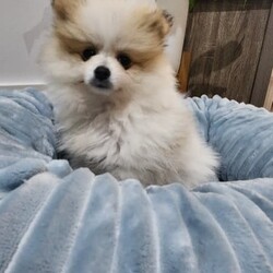 Pure breed pomeranian puppies/Pomeranian/Both/Younger Than Six Months,Stunning Purebred Pomeranian Female and Male Puppy for sale.We are experienced responsible breeders.Our cute puppies is raised in a very loving family environment and are very well socialised and active.Our stunning puppies are available to leave to their new home now,will come vaccinated, wormed, vet checked and microchipped.Both parents have been DNA tested and both parents are certified and clear of a hereditary genetic disease.Our puppies are raised with love and care, as part of our family. It would be fantastic if you could tell us a bit about your self before coming to see the puppy.DOB: 08/11/2023Colour: Fawn and whiteSex: MaleD.O.B: 08/11/2023Colour: Balck and white Sex: Female 