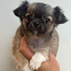 ANKC Pedigree Chihuahua puppies /Chihuahua (Long Coat)/Female/Younger Than Six Months,Pedigree Chihuahuas with papersLong coat availableAre you looking for something special in your next chihuahua come and check out new imp dogs all the way from Russia they are exceptionally well breed and the look that everyone wants .We breed for quality temperament , type and have a variety of colourCurrently have long coats available …Boutiquechi Chihuahuas on Instagram & Facebook.....Chihuahua pups available have been raised in a family environment with children and other pets they are very well socialised. All puppies are apart of our family until they find their forever homes so we work hard to find the perfect match for all our babies .All nessacry vet work has been done for 8 weeks of age when your puppie is ready to go home they will be microchipped, vaccination and have a certified vet check certificate.We offer a life time support any time you need advice or help we are only a phone call away always willing to try and help.956000015746748956000017130455Located in Corinella Victoria ******1684 REVEAL_DETAILS Registered dog breeder with dogs Victoria 3100022427Source Number RB101926