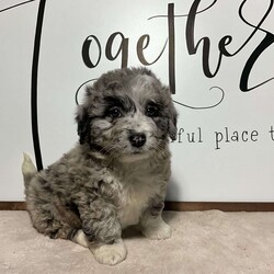 Reagon/Aussiedoodle									Puppy/Female	/8 Weeks,Meet REAGON, a beautiful blue Merle mini Aussie doodle. She was raised on a family farm, loves to play with our children. She is up vet checked and to date on all vaccines and wormers. She will come with a 1 year genetic health guarantee. Call or text the breeder anytime if you are interested in adopting this puppy. All Sunday calls or texts will be returned Monday