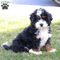 Jet/Mini Bernedoodle									Puppy/Male	/December 29th, 2023,Jet is a gorgeous F1 Mini Bernedoodle. He has a sweet, laid back personality and is very well socialized. His parents are genetic health tested and he comes from very strong genetics. Jet is vet checked, dewormed, vaccinated, and comes with a one year genetic health guarantee. To schedule a meeting with this adorable puppy please contact Casondra. 
