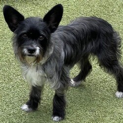 Adopt a dog:JACK SPARROW/Miniature Schnauzer/Male/Young,PLEASE READ THE FOLLOWING INFORMATION AND REQUIREMENTS FOR ADOPTION   JACK SPARROW is currently in foster care in Houston, Texas and the adoption fee includes his transportation with Mighty Mutt Shipping to the north east
if interested there is an application on our website

https:/www.houstonshaggydogrescue.org/apply/

Sweet Jack Sparrow is such a handsome boy, he is approx 3 years and 15 lbs, he has a funky tail, its about 4 inches long, I cannot tell if someone tried to dock it at birth and did a bad job or if it was cut off..but I don't think it was..we are not sure of his breed mix, but he looks like a schnauzer/terrier mix/chihuahua
he gets along great with the other rescues but doesn’t interact or play with them ,he loves to get all of the attention and doesn’t like the other dogs honing in when he is getting petted, he is very much a people dog ! so we think he would love being an only dog with a nice fenced in yard to wander in,he is well house and leash trained and just a happy little boy
he will be ready for a new home just after easter and is going to be a great companion for someone.


THIS DOG IS CURRENTLY IN FOSTER CARE IN HOUSTON, TEXAS,WE SHIP OUR DOGS WITH MIGHTY MUTT SHIPPING TO THE NORTH EAST

OUR RESCUE POLICY - It is our rescue policy for all our dogs that we require a home with experienced dog owners only and no children under that age of 8 years.


The total adoption fee of $500 ( and includes the required interstate health certificate and transport , spay/neuter, shots including rabies, bordatella, parvo, distemper ,canine influenza, and microchip. The total amount is payable to Shaggy Dog Rescue which is a 501c3. Some of our dogs are still in Texas in foster care. Our application is online at
https:/www.houstonshaggydogrescue.org/apply/
