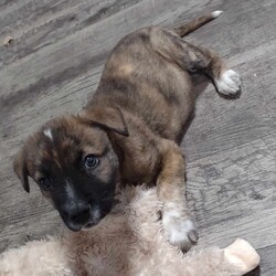 Adopt a dog:Augie/Australian Shepherd/Male/Baby,Augie  is a 9 week old, 7 lb male Australian shepherd/ mix. 

Augie is currently located in South Texas and will be transported. 

Hi, I'm Augie. My sister and I are both 