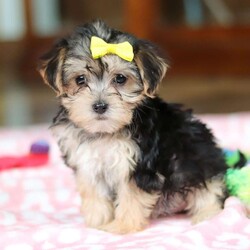 Addy/Morkie / Yorktese									Puppy/Female	/8 Weeks,Meet Addy! If you are looking for a puppy with lots of energy are you definitely at the right place. This baby will love being by your side all day. The Morkie is a delightful small designer dog breed that is a cross between a Maltese and a Yorkshire Terrier. They often have expressive eyes and a button nose, contributing to their adorable appearance. They can adapt well to different activity levels and are content with indoor playtime as long as they receive sufficient attention and stimulation. You will fall in love with this sweet baby the minute you see her.