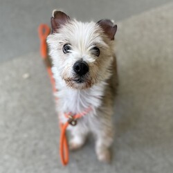 Adopt a dog:Hudson/Maltese/Male/Adult,Tiny but mighty Hudson! Someone you can fall in love with so easily. This Maltese Mix could be mistaken as a butterfly since he is so social! At a scale breaking 10.8lbs, he wants to be where you are- as long as you keep going going going! Enthusiastically walking to sniffing, playing back to walking. You would never believe he is 6 years old! With all this spunk, we do recommend Hudson go with older respectful children who aren’t very handsy.

Ready for a cuddle and kiss machine that could fit in your pocket? The Monmouth County SPCA is open for walk-ins every day, starting at noon!