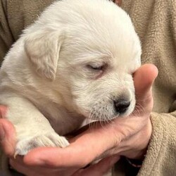 Adopt a dog:Stunning White Labrador Puppies - Only 1 left/Labrador/Mixed Litter/6 weeks,PURE WHITE LABRADOR PUPS



Born 15th February to truly stunning parents



One of the whitest litters in the UK



Boy 1 - SOLD

Boy 2 - SOLD

Boy 3 -

Girl 4 - SOLD

Girl 5 - SOLD

Girl 6 -

Girl 7 - SOLD



Photos of puppies will are available and regularly as they grow.



Dad is a fully trained gun dog, these dogs make ideal pets or workers, amazing temperament, can be seen with mum at home, I could not stress what a lovely dog Mum is, stunning, and an amazing temperament, very loving



Mum is Kelly KC reg, fully DNA tested, hip and elbow scored, same for dad Bear



£350 non-refundable deposit is required to secure a puppy. Deposit Payment by BACS transfer.



Hip & Elbow



Kelly GOOD American scored

Bear 0/0



Good homes essential



Please note there will be Breeding endorsement on all of these pups



Please call for any more information required



5th generation pedigree certificates are available to view for both mum and dad. Both are KC registered Labrador with excellent hip, elbow, COI scores 0.0% along with 5 generations of ancestors. Dad and Mum genetically clear



They were born and will be raised in our home, with our family, used to children and other animals



They will leave with a fully loaded ‘Pilling Gun Dogs’ puppy box ??



Vet checks

First vaccination

Microchipped

Flea/worm treated

James Wellbeloved Puppy pack

Raw Puppy

Puppy toys

5 generation pedigree certificate

Puppy contract and receipt including Lucy’s Law



FOR VIEWING PLEASE CALL OR MESSAGE TOM
- PILLING

£350 non-refundable deposit is required to secure a puppy. Deposit Payment by BACS transfer.



Sadly due to the current climate I have to point out that we had two fully protection trained free range Belgian Malinois who like introducing themselves to unscheduled visitors!! We also have CCTV, direct to police alarms etc but I assume you would like to keep all your limbs as this is more of a deterrent - You have been warned