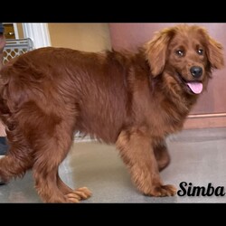 Adopt a dog:Simba/Cavapoo/Male/Young,? Hello, World! Meet Simba! ?

Hey there, everyone! I'm Simba, the energetic and oh-so-charming Golden Cavapoo puppy ready to make my mark on the world! At a perfect 37 pounds of adorable, I'm here to spread joy and love wherever I go.

Picture this: a fluffy, golden bundle of energy with a heart as big as the savannah—that's me in a nutshell! With my playful spirit and boundless enthusiasm, I'm always up for an adventure and ready to take on the world with a wagging tail and a smile on my face.

Whether it's chasing after tennis balls, frolicking in the grass, or simply showering my favorite humans with kisses, I'm happiest when I'm spreading joy and laughter to everyone around me. And at 37 pounds of perfectness, I've got enough love to go around for everyone!

So, if you're in need of a furry friend who's as energetic as they come and ready to make every day an adventure, then look no further—because I'm your guy! Let's make memories, share laughs, and embark on this journey called life together. Adopt me, Simba, and let's make every moment as golden as can be! ??