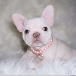 Royal/French Bulldog									Puppy/Female	/11 Weeks,Meet Royal, the tiny Platinum princess with a heart of gold! At just 8 weeks old, she’s not just petite but packed with sweetness and the dreamiest temperament imaginable. 