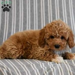 Tina/Mini Goldendoodle									Puppy/Female	/7 Weeks,Meet this beautiful F1B Mini Golden Doodle puppy! This sweet little girl is sure to win your heart with her dear little puppy kisses and darling personality. Tina adores people and enjoys playing with toys. She will make the perfect puppy for you! 