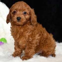 Candy/Cavapoo									Puppy/Female	/8 Weeks,Look at me! I am a Cavapoo puppy!  My Mom is Sophie a Cavapoo and my Dad is Odie a Mini Poodle. I was born on January 23rd and I am ready for my forever home. I have been family raised on a mini farm in the country around children. I have had my shots and dewormers. I have been checked by a veterinarian. I am microchipped.  For more information or to schedule a visit with me, please contact Lorene Monday through Saturday. All Sunday calls will be returned on Monday.