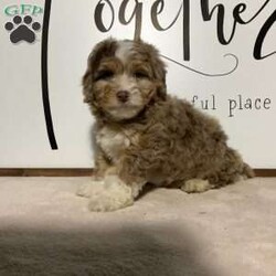 Rex/Aussiedoodle									Puppy/Male	/8 Weeks,Meet REX, a beautiful red Merle mini Aussie doodle. He was raised on a family farm, loves to play with our children. He is vet checked and up to date on all vaccines and wormers. He will come with a 1 year genetic health guarantee. Call or text the breeder anytime if you are interested in adopting this puppy. All Sunday calls or texts will be returned Monday