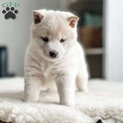 Sailor/Shiba Inu									Puppy/Female	/5 Weeks,This adorable little Shiba girl comes from a very loving home and is well socialized.  She loves human interaction and is not very shy.  Sailor comes vet checked, microchipped, vaccinated, dewormed, and ACA registerable.  