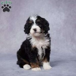 Cal/Mini Bernedoodle									Puppy/Male	/6 Weeks,AKC registered / Genetically tested Parents – Happy and healthy – F1 Mini Bernedoodle -Up to date on and deworming – Microchipped – 6 month health/1 year genetic guarantees(1yr/2yr if you remain on recommended food)- Full vet examination Call/text/email to schedule a time to come out and visit. We can ship to you, or can meet you at our airport. We can also meet in between if a reasonable distance.