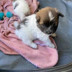 Purebred Pomeranian Puppies/Pomeranian/Both/Younger Than Six Months,I have 2 purebred Pomeranian puppies for sale, they are currently 4 weeks old and will be ready for there new homes 22/04/2024.They will both be vaccinated and health checked before leaving.1x Wolf Sable Party Female1x Chocolate Blue Party MaleAsking $2500 eachThere will be no hold on the puppies without a non refundable depositPlease call or text me on ******3763 for more information REVEAL_DETAILS Please message for more photos