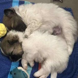 Purebred Pomeranian Puppies/Pomeranian/Both/Younger Than Six Months,I have 2 purebred Pomeranian puppies for sale, they are currently 4 weeks old and will be ready for there new homes 22/04/2024.They will both be vaccinated and health checked before leaving.1x Wolf Sable Party Female1x Chocolate Blue Party MaleAsking $2500 eachThere will be no hold on the puppies without a non refundable depositPlease call or text me on ******3763 for more information REVEAL_DETAILS Please message for more photos