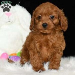 Candy/Cavapoo									Puppy/Female	/8 Weeks,Look at me! I am a Cavapoo puppy!  My Mom is Sophie a Cavapoo and my Dad is Odie a Mini Poodle. I was born on January 23rd and I am ready for my forever home. I have been family raised on a mini farm in the country around children. I have had my shots and dewormers. I have been checked by a veterinarian. I am microchipped.  For more information or to schedule a visit with me, please contact Lorene Monday through Saturday. All Sunday calls will be returned on Monday.
