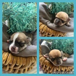 /Chihuahua (Smooth Coat)/Female/Younger Than Six Months,