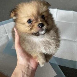Purebred Pomeranian female puppies/Pomeranian/Female/Younger Than Six Months,These purebred adorable pups were born on Jan 26th, available to loving homes after March 22nd when they are 8 weeks old.* Daddy is a purebred pom weighing 2.1kg - cream/fox colour* Mom is a purebred foxy pom weigh 2.0kgAll parents have been DNA tested with certificate.Yes, we are breeders with more than one female dog. We own both parents.Total 3 cute girls and 1 boy available:- Boy is cream colour, will be very similar to his dad when he's bigger. - SOLD- 3 girls available. Every single girl is different and adorable in their own way.(One reserved)Our puppies are dearly loved, and we want them to go to homes where they will receive the same level of love and care. They are getting cuddles by my children every day.Puppies will come with:1. Vaccination record2. Microchip info3. Vet checked4. Handy notes for raising pups7. Sample puppy food the pupsMicrochip: 900164002097000, 900164002097001We locate in Kogarah 2217. SMS for more details.Responsible pet breeder Australia number: 7634Member of Master Dog Breeders and Associates MDBA30326BIN B975315777
