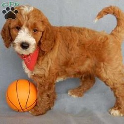 Duke (medium)/Goldendoodle									Puppy/Male	/10 Weeks,Prepare to fall in love!!!  My name is Duke and I’m the sweetest F1b medium sized goldendoodle looking for my furever home! One look into my warm, loving eyes and at my silky soft coat and I’ll be sure to have captured your heart already! I’m very happy, playful and very kid friendly and I would love to fill your home with all my puppy love!! I am full of personality, and ready for adventures! I stand out way above the rest with my beautiful red coat with white markings!!… I have been vet checked head to tail, microchipped and I am up to date on all vaccinations and dewormings . I come with a 1-year guarantee with the option of extending it to a 3-year guarantee and shipping is available! My mother is Lulu, our 47# standard goldendoodle with a heart of gold and my father is Benji, our beautiful 30# AKC red mini poodle with a very sweet and kid friendly personality!! I will grow to approx. 35-40# and I will be hypoallergenic and nonshedding! !!… Why wait when you know I’m the one for you? Call or text Martha to make me the newest addition to your family and get ready to spend a lifetime of tail wagging fun with me! (7% sales tax on in home pickups)