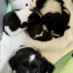 Adopt a dog:DIAMOND/Shih Tzu/Male/Baby,Meet Diamond. He and his littermates are looking for their forever homes. They were born 02/02/2024 and can leave April 5th, 2024. Mom is a rat terrier and dad a Shih Tzu terrier mix. Training your new pup is your honor and responsibility, including house training and good doggie manners.

Diamond  anb his sister Milkweed are the largest of the litter. Both got more of daddies Shih Tzu jeans so the are fluffy!  Both love lots of attention!  They are the first to come to your feet and want up. They love to sit on your lap and cuddle up. True cuddle bugs! 

If you are interested in adopting one of these cute little ones please visit our website, www.perrycountyanimalrescue.org,  fill out the adoption application. Once we have that processed we will be setting up meet and greets. Hurry because these cuties will be going quickly!