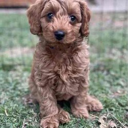 Adopt a dog:Cavoodle Puppy. DNA Clear, Vet Checked, Puppy Curriculum Completed /Poodle (Toy)/Male/Younger Than Six Months,