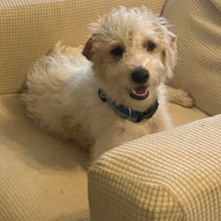 Adopt a dog:Romeo from Texas/Terrier/Male/Baby,Romeo is a LOVE. He is 9months -1yr old. He is as sweet as they come. Loves to sit on your lap and if he isn’t doing that it is PLAY time.  He is high energy appropriate to his age but will settle down after he gets his energy out.  He gets along great with other dogs and is low in the pack order and it ok with that. 
He is being fostered with Juliette whom he was rescued with and 8 other dogs who range from 120lbs to 8lbs.  He is crate trained and has not had an accident in the house. He will use a potty pad if one is provided and the space is big enough.  He would like a canine companion to help him learn and play.  He would excel as an agility partner.  He doesn’t have any manners or know commands but he is learning fast and is super smart. He was likely crated a ton before being dumped in rural Texas.  He is going to be an amazing faithful friend and has a lot of love to give.