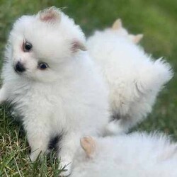 /Pomeranian/Female/Younger Than Six Months,hi4 puppies Ready for a new home 