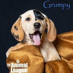 Adopt a dog:Grumpy/Labrador Retriever/Male/Baby,______
DOB/AGE: 01/10/2024
WEIGHT (GROWN): 40-50 lbs 

You will need to complete an application before a Meet & Greet can be scheduled with me. Here is the link: theanimalleague.org/adoption-application/

PLEASE READ THE INFORMATION BELOW THOROUGHLY
_________________________

I am a Sunshine Fundraiser pet. As a non-profit, The Animal League does not receive funding from the government. My additional fee helps The Animal League pay for major medical bills and keep on rescuing and saving lives. Read more about the Sunshine Fund here: https://theanimalleague.org/sunshine-fund/

NOTE: we CANNOT email information about fees. View our GENERAL fees here (you will need to copy/paste into your browser): https://theanimalleague.org/adoption-fees/ 
	
All of our dogs are spayed or neutered, receive a registered microchip, and are up-to-date on their age-appropriate shots, vaccines, and preventative care. We also test for heartworm when they are old enough. 

APPLICATION: https://theanimalleague.org/adoption-application/ 

Please visit https://theanimalleague.org/faqs/ for the answers to our most commonly asked questions such as, 