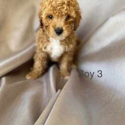 Adopt a dog:Phenomenal Shoodles (Toy Poodle x Shih Tzu)/Poodle (Toy)/Female/Younger Than Six Months,Shoodles, with very unique markings, now available