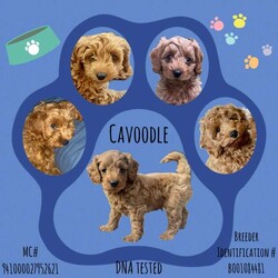 Adopt a dog:Cavoodle Puppy. DNA Clear, Vet Checked, Puppy Curriculum Completed /Poodle (Toy)/Male/Younger Than Six Months,