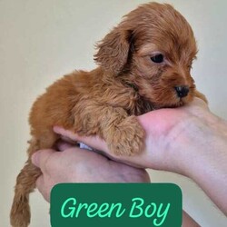 Adopt a dog:Cavoodle pups/Poodle (Miniature)/Female/Younger Than Six Months,We just had a litter of 7 gorgeous 1st generation Cavoodle pups, mum is a mini king Charles Cavalier, dad is a mini poodle, pups will be vaccinated, micro-chipped, vet-checked, de-wormed before rehoming, pups will be a no- low shedding, pups are playful healthy pups,Genuine buyers contact me on ******6873. REVEAL_DETAILS Boys and Girls price:$1500RPBA1267, BIN0004246376361