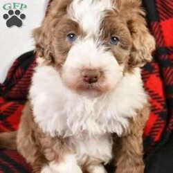 Bo/Mini Aussiedoodle									Puppy/Male	/8 Weeks,Meet Bo, the Sweetest Blue Merle Mini Aussiedoodle Male! He is super friendly and loves to have fun! He is the sweetest little boy, and is super cuddly.