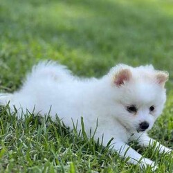 /Pomeranian/Female/Younger Than Six Months,hi4 puppies Ready for a new home 