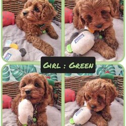 Adopt a dog:Cavoodles -toy cavoodles: 1st gen 95% toilet trained/Poodle (Toy)/Both/Younger Than Six Months,*photos 25 March8 weeks old6 Toy Cavoodles born 29 Jan2 girls left *no holds**Call for a quicker response thank