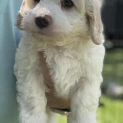 Adorable moodlier puppy ( 1 precious boy )/Poodle (Miniature)/Male/Younger Than Six Months,Ready today ! 